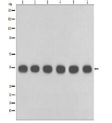 GAPDH Mouse Monoclonal Antibody