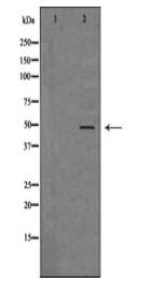 AURKA Antibody