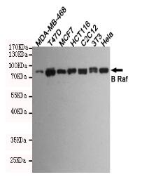 B Raf Mouse mAb