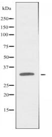 GPR174 Antibody