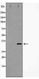 CA4 Antibody