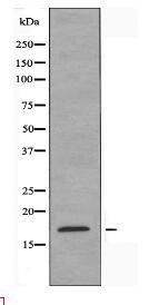CD160 Antibody