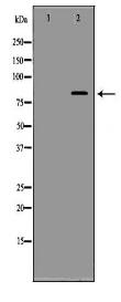 APBB1 Antibody