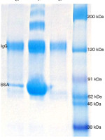 Nanoparticle Purification and Sample Preparation