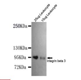 Integrin β 3(N-term) Mouse mAb