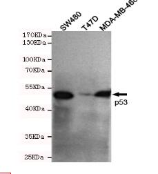 p53(C-term) Mouse mAb