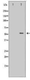 GABRG2 Antibody