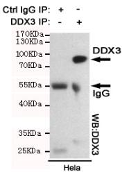 DDX3 Mouse mAb