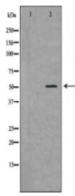 BCL2L13 Antibody