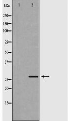 CEACAM3 Antibody