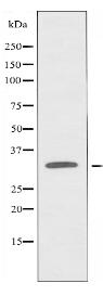 CDC2 Antibody