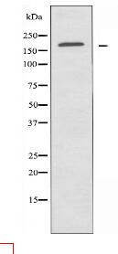 ABCA8 Antibody