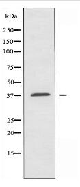 AIM2 Antibody