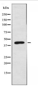 BMP8A Antibody