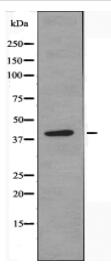 EDG4 Antibody