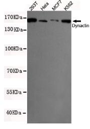 Dynactin 1(N-term) Mouse mAb