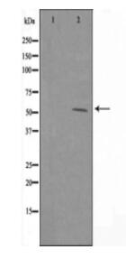 BEND4 Antibody