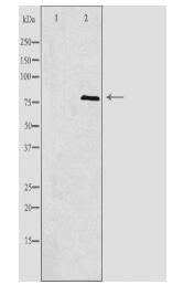 APPL1 Antibody