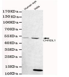 CHRDL1 Mouse mAb