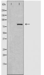 DCLK2 Antibody