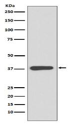 MBP Antibody