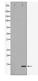 CCL24 Antibody