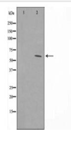 ATP5A1 Antibody