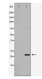 CASP6 Antibody