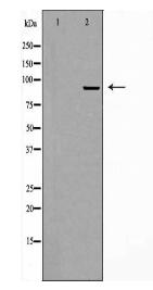 CHSY1 Antibody