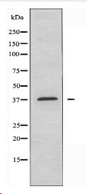 AHSA1 Antibody