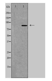 ARNT Antibody