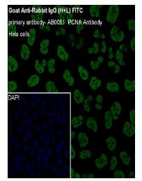 Goat Anti-Rabbit IgG (H+L) FITC