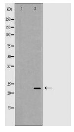 CD3E Antibody