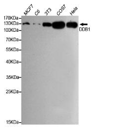 DDB1 Mouse mAb