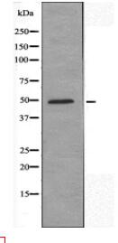 CADM1 Antibody