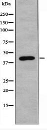 CHRM2 Antibody