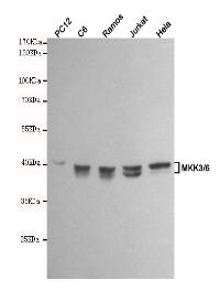 MKK3/6 Mouse mAb