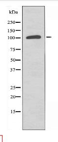 Collagen I α2 Antibody