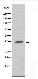 ADORA1 Antibody