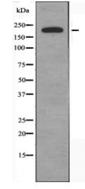 BCOR Antibody
