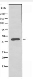 GNA14 Antibody