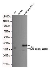IL18 binding protein Mouse mAb
