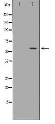 CEACAM1 Antibody