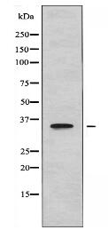 CLTR1 Antibody