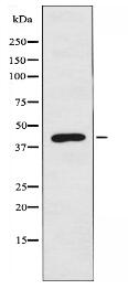 APOL1 Antibody