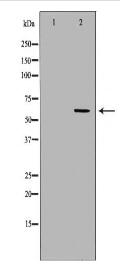 CD19 Antibody