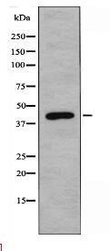 5-HT-1A Antibody
