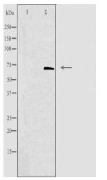 CDC7 Antibody