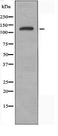ADAMTS19 Antibody