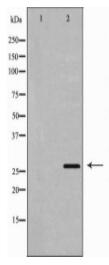 DIABLO Antibody